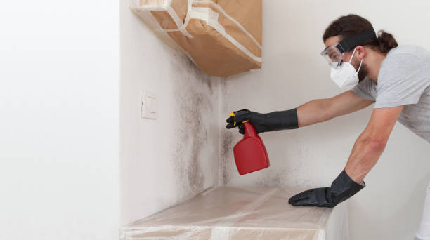 Professional Basement Mold Removal technician working in Central Islip, NY